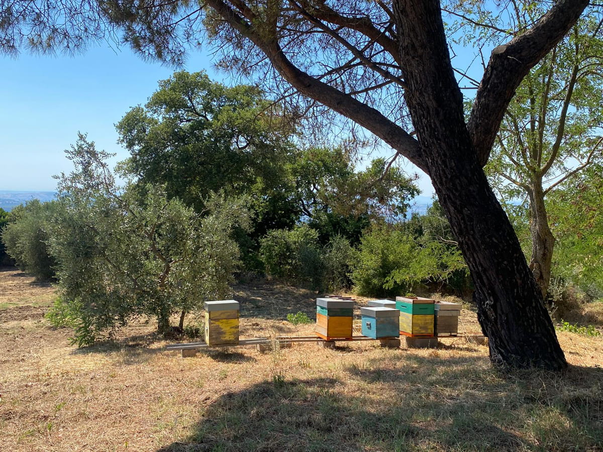 Terreno agricolo panoramico – Scansano (GR)