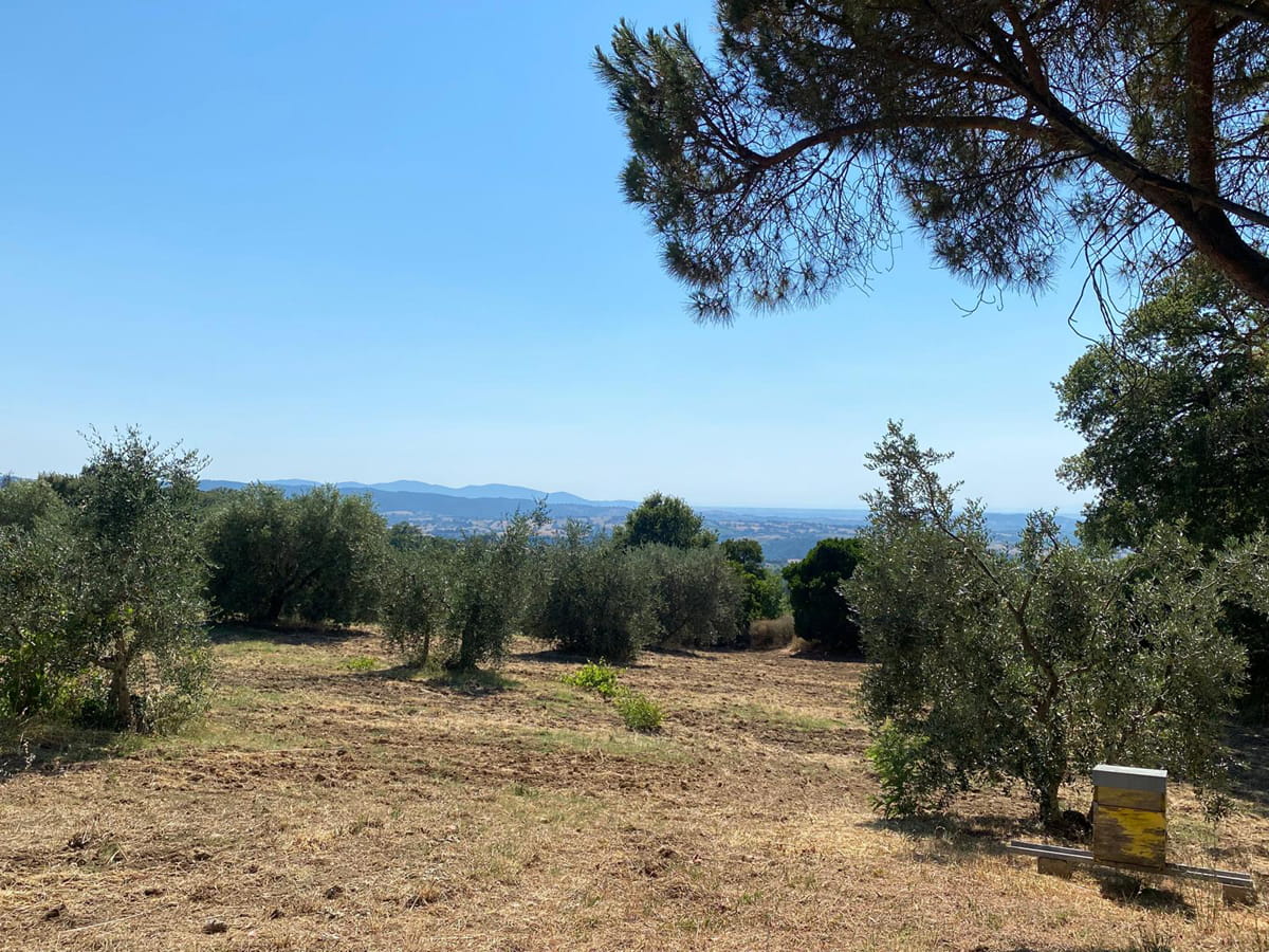 Terreno agricolo panoramico – Scansano (GR)