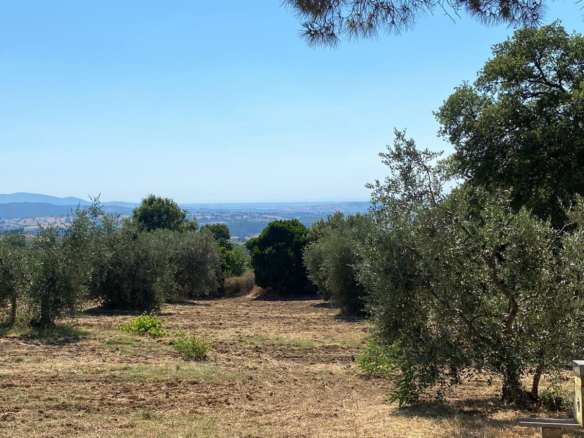 Terreno agricolo panoramico – Scansano (GR)